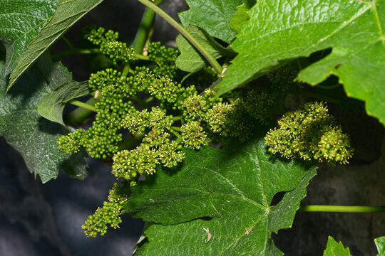 Weinrebe; Vitis vinifera, Bl&uuml;te