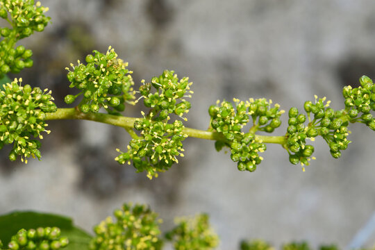 Weinrebe; Vitis vinifera, Bl&uuml;te
