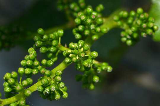 Weinrebe, Vitis vinifera, Bl&uuml;te