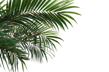 Natural palm frond on transparent background. Tropical green palm leaves. Tropics tree branch on white. Summer decoration design elements. Spring Summer clipart, Cut out, PNG
