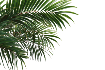 Natural palm frond on transparent background. Tropical green palm leaves. Tropics tree branch on white. Summer decoration design elements. Spring Summer clipart, Cut out, PNG