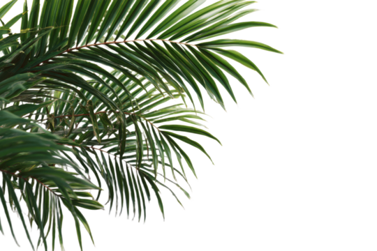Natural palm frond on transparent background. Tropical green palm leaves. Tropics tree branch on white. Summer decoration design elements. Spring Summer clipart, Cut out, PNG