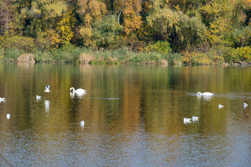 Graceful swans and seagulls swimming in river in the habitat. Watching water bird in autumn on lake waterfowl. Tranquil water reflects serene sky and creates peaceful scene of wildlife in nature.