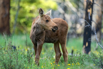 Curious moose calf in a meadow