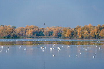 Graceful swans and seagulls swimming in river in the habitat. Watching water bird in autumn on lake waterfowl. Tranquil water reflects serene sky and creates peaceful scene of wildlife in nature.