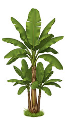 Lush Banana Palm Cluster - Dense Banana Plant Group