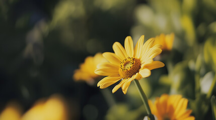 Vibrant yellow daisy flower in a sunlit garden with selective focus and blurred background for nature and wellness topics