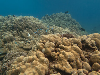 Wide underwater view of a coral reef dominated by large brown mound corals with small reef fish swimming among the formations, photographed in clear tropical water.