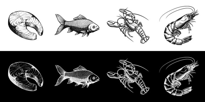 Isolated vector image of seafood illustrations, two design options on transparent and black backgrounds, pencil drawing, chalk drawing, image set, seamless border
