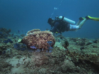 Scuba diver exploring a coral reef with schools of reef fish swimming around a large mound coral formation in tropical waters.