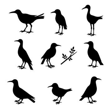 Birds silhouette set in white background