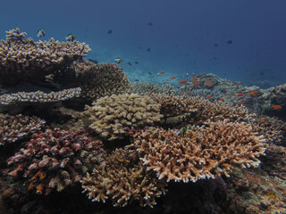 Wide-angle underwater photograph of a vibrant coral reef ecosystem in the Indo-Pacific Ocean. The scene features branching stony corals (Acropora species) surrounded by anthias fish and damselfish.