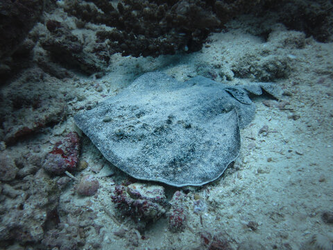 Underwater photo of a torpedo ray (Torpedo sp.) resting on sandy seabed. The ray is partially covered with sand for camouflage, blending with the surrounding rubble and coral fragments.