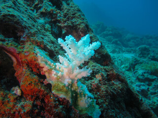 Underwater photograph of a bleached coral colony attached to a reef, displaying stark white skeletal structure against the surrounding rocky seabed.