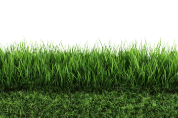 Realistic green grass isolated on white. Fresh green grass isolated over a transparent background. ecology freshness field lawn. mockup template. Natural spring summer decoration design elements, PNG
