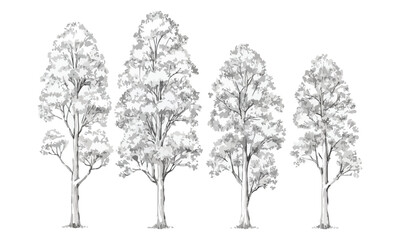 Tree Root System Cross-Section Vector Urban Landscaping, Arboriculture & Soil Illustration