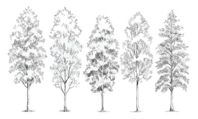 Fototapeta premium Tree Root System Cross-Section Vector Urban Landscaping, Arboriculture & Soil Illustration