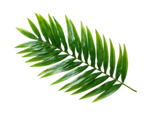 Natural green palm leaf isolated on white background. Tropical coconut palm branches with shadow. Evergreen plant foliage, clip art for summer design elements, cut out, PNG