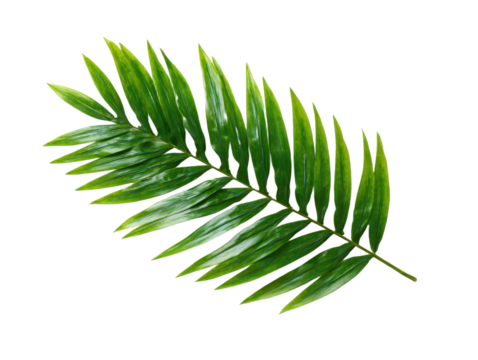 Natural green palm leaf isolated on white background. Tropical coconut palm branches with shadow. Evergreen plant foliage, clip art for summer design elements, cut out, PNG