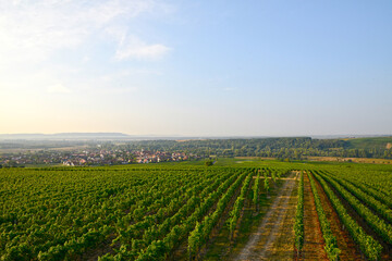 Weinlandschaft, Unterfranken