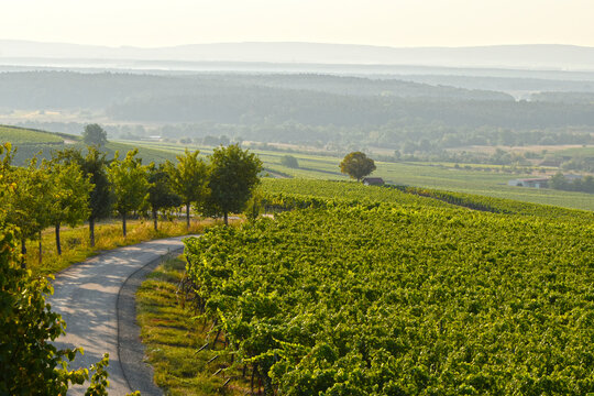 Weinlandschaft, Unterfranken