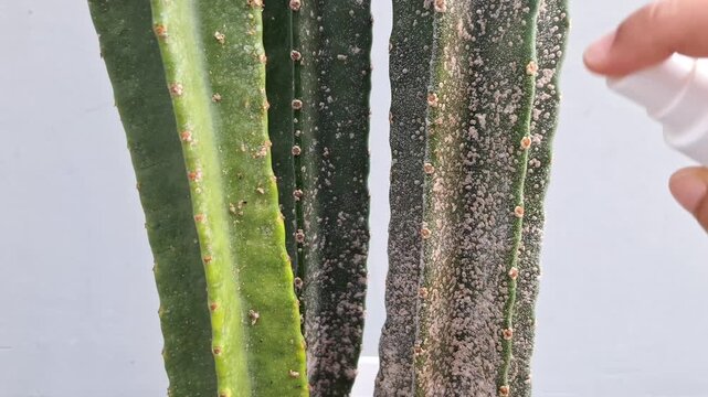 Exterminate Aspidiotus destructor or kutu balok on cactus plant