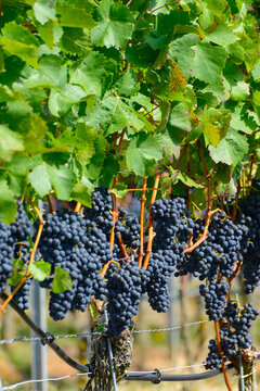 Weinrebe; Vitis vinifera, Domina
