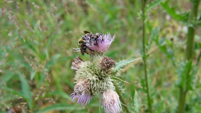 Wild bees and bumblebees collect pollen from flowers