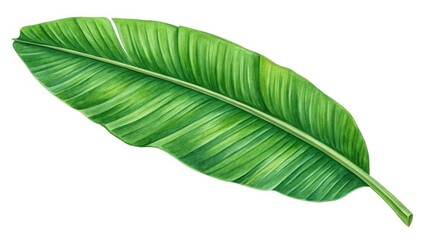 Vibrant fresh green tropical banana leaf isolated for natural design elements and backgrounds