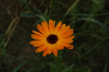 Closeup of the short lived orange and yellow flowers of Calendula or pot marigold. Pot marigold orange background. Beautiful floral background 
