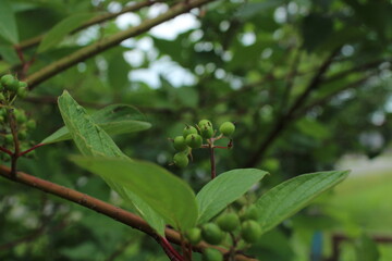 Obraz premium Dogwood unripe green berries 