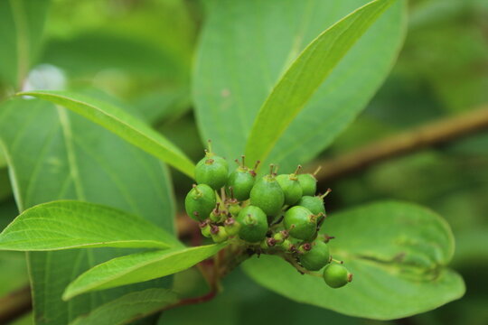 Dogwood unripe green berries 