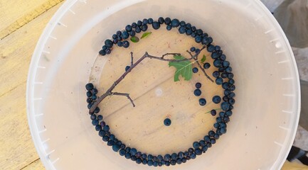 Blueberries are lying at the bottom of a transparent plastic bucket.