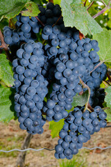 Weinrebe; Vitis vinifera, Blauer Zweigelt