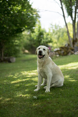 Smiling labrador retriever sitting on green grass, looking at camera, sunny summer day in countryside garden.