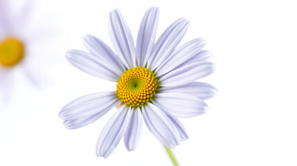 Naklejka premium A delicate daisy flower, with light lavender petals and a vibrant yellow center, isolated background