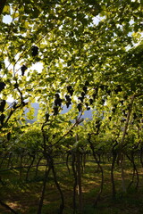 Weinrebe; Vitis vinifera,  Vernatsch,  Schiava
