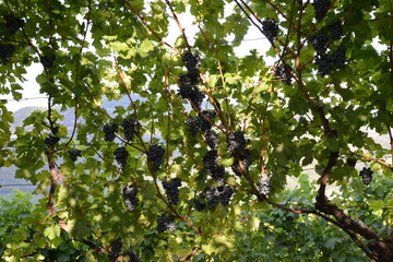Weinrebe; Vitis vinifera,  Vernatsch,  Schiava