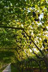 Weinrebe; Vitis vinifera,  Vernatsch,  Schiava