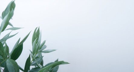 Fototapeta premium Olive Branch on White Background, Simple Minimalist Design, Natural Light, Copy Space.
