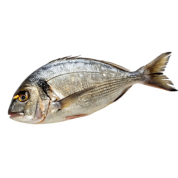 An Arandaspis prehistoric jawless fish isolated on a transparent background png