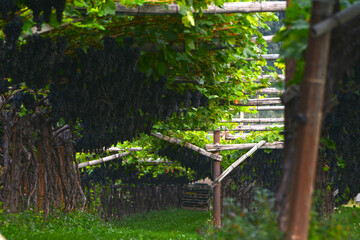 Weinanbau, Südtirol, Rote Weine