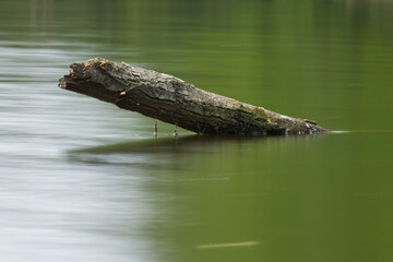 Long exposure of a tree trunk reflected in a lake, gentle reflection of the tree stump in the water due to long exposure, idyllic peaceful landscape, trees reflected in the water, green colors