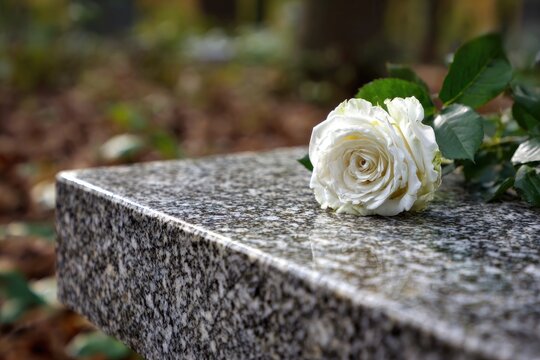 A single white rose rests on a speckled grey granite bench in a cemetery, fallen leaves and blurred background suggesting autumn