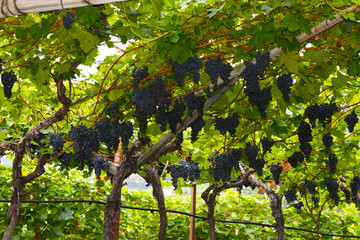 Weinanbau, Südtirol, Rote Weine