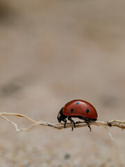 Macro side-view image of a ladybug (Coccinella septempunctata) walking on a dry plant stem,