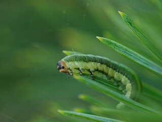 Green caterpillar crawling on pine needle with soft green background, macro insect photo