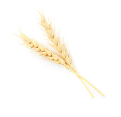Two spikes of wheat isolated on white, top view