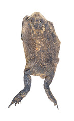 Top view of toad carcass or dead toad step on or crushed by car isolated with clipping path in png file format