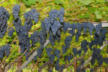 Weinanbau, Südtirol, Rote Weine